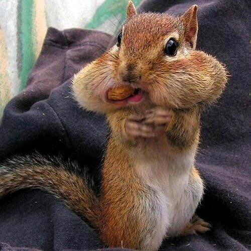 🐿️🐿️