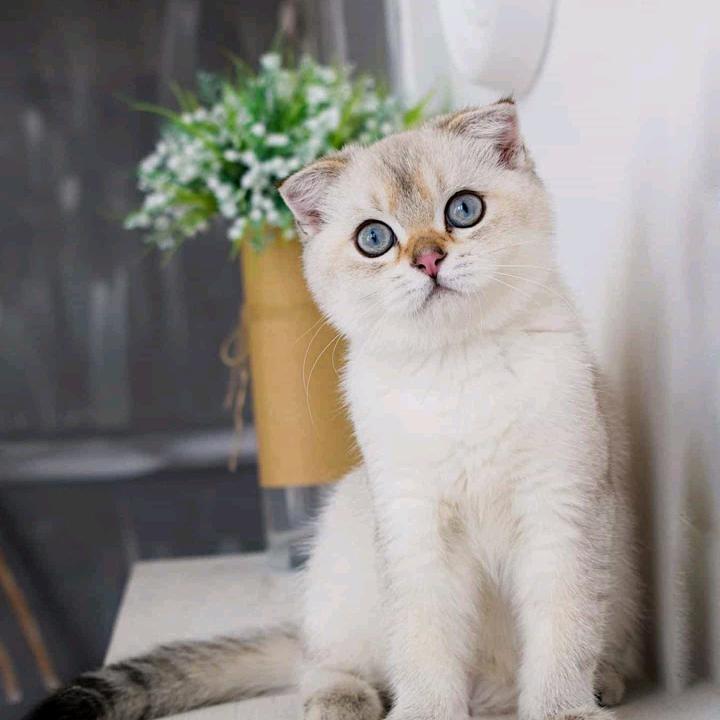阿嚏🔥🌟💫