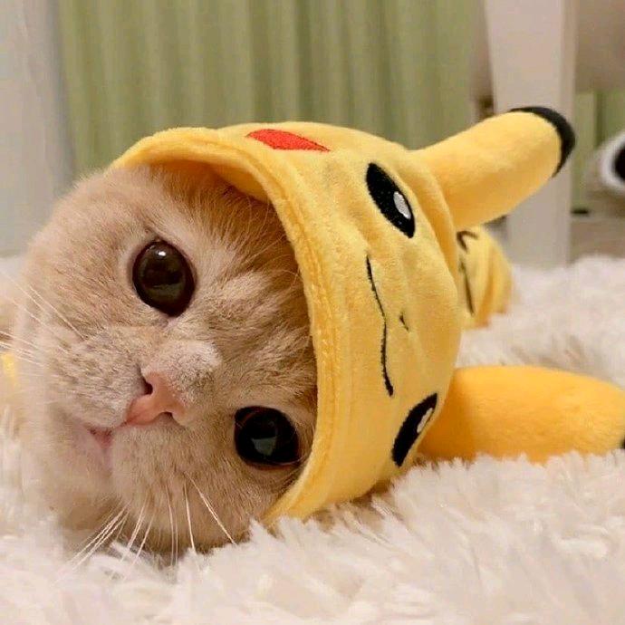 芝士猫推土机