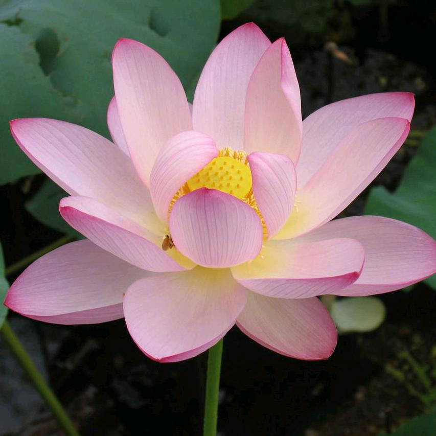 荷花夜色