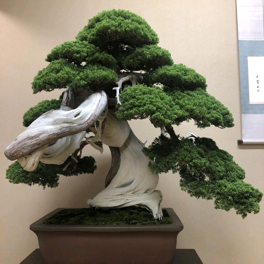 意境盆栽