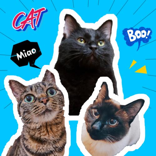喵管家-陪着新手养猫