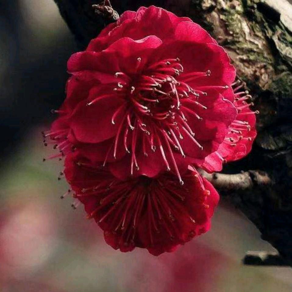 静心缘花卉园艺场