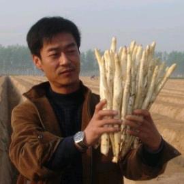 华东芦笋种苗基地刘保真4