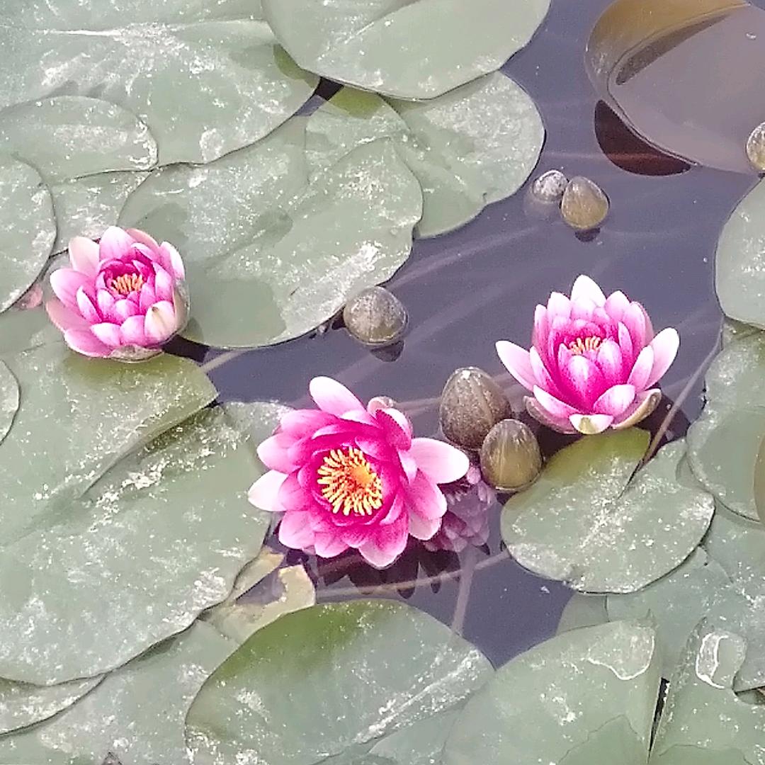 🌴夏天的风