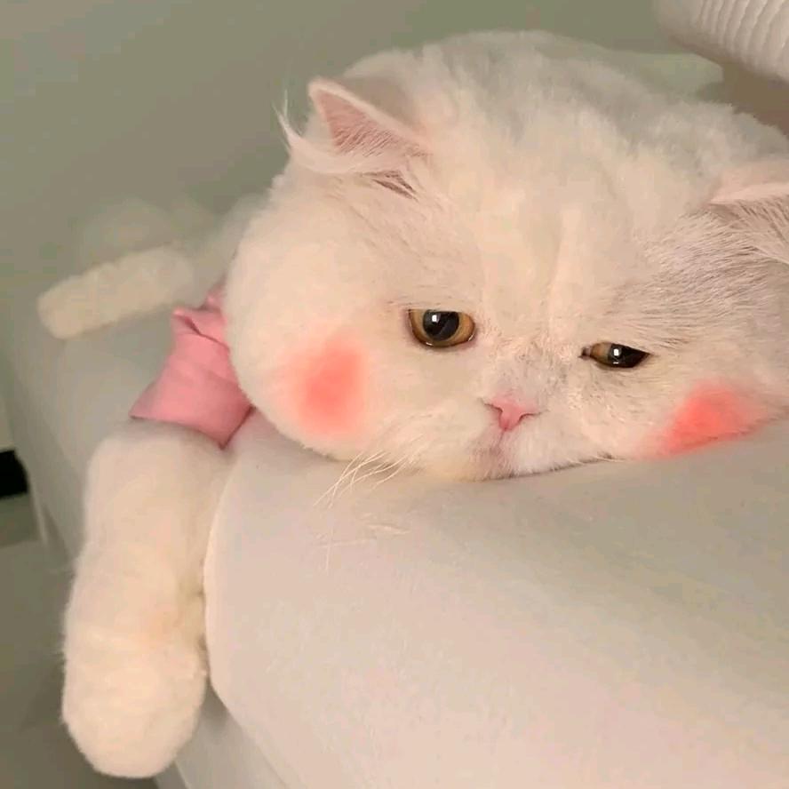 一只蝴蝶