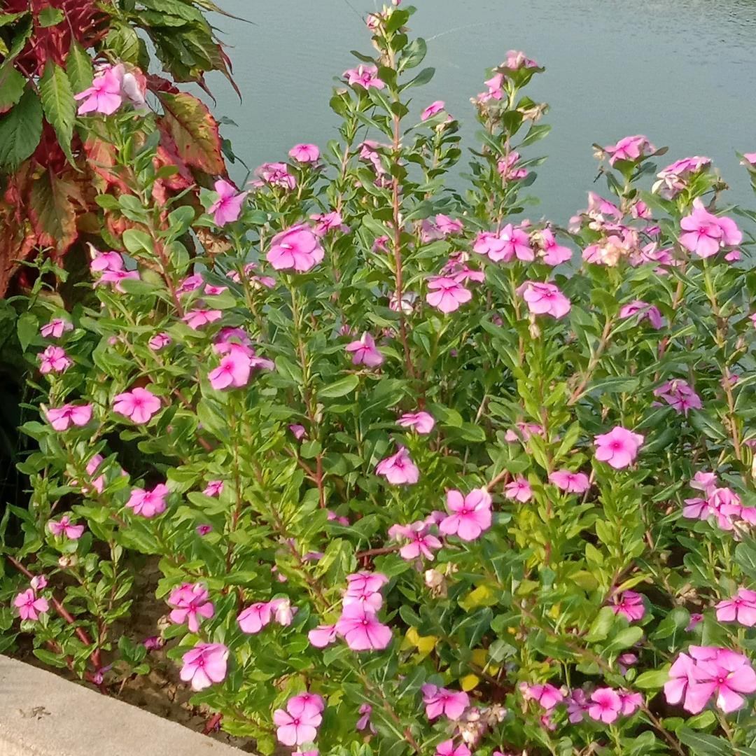 春暖🌺又开