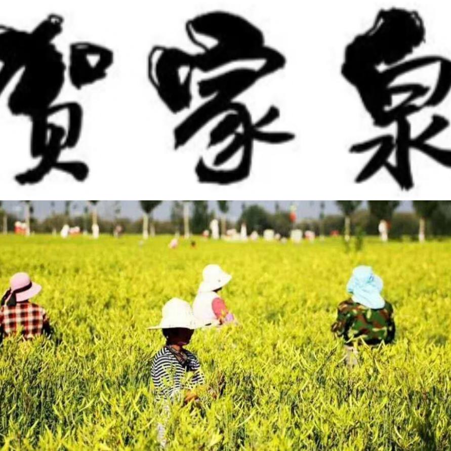 贺家泉黄花菜和羊肉