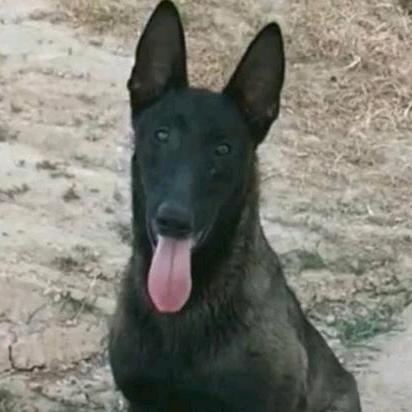豫西黑马犬训养