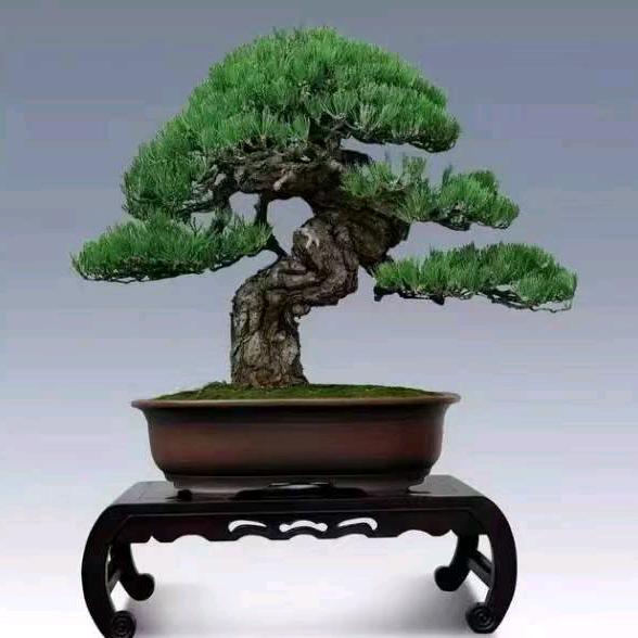 黑松黄杨