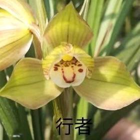 忠良