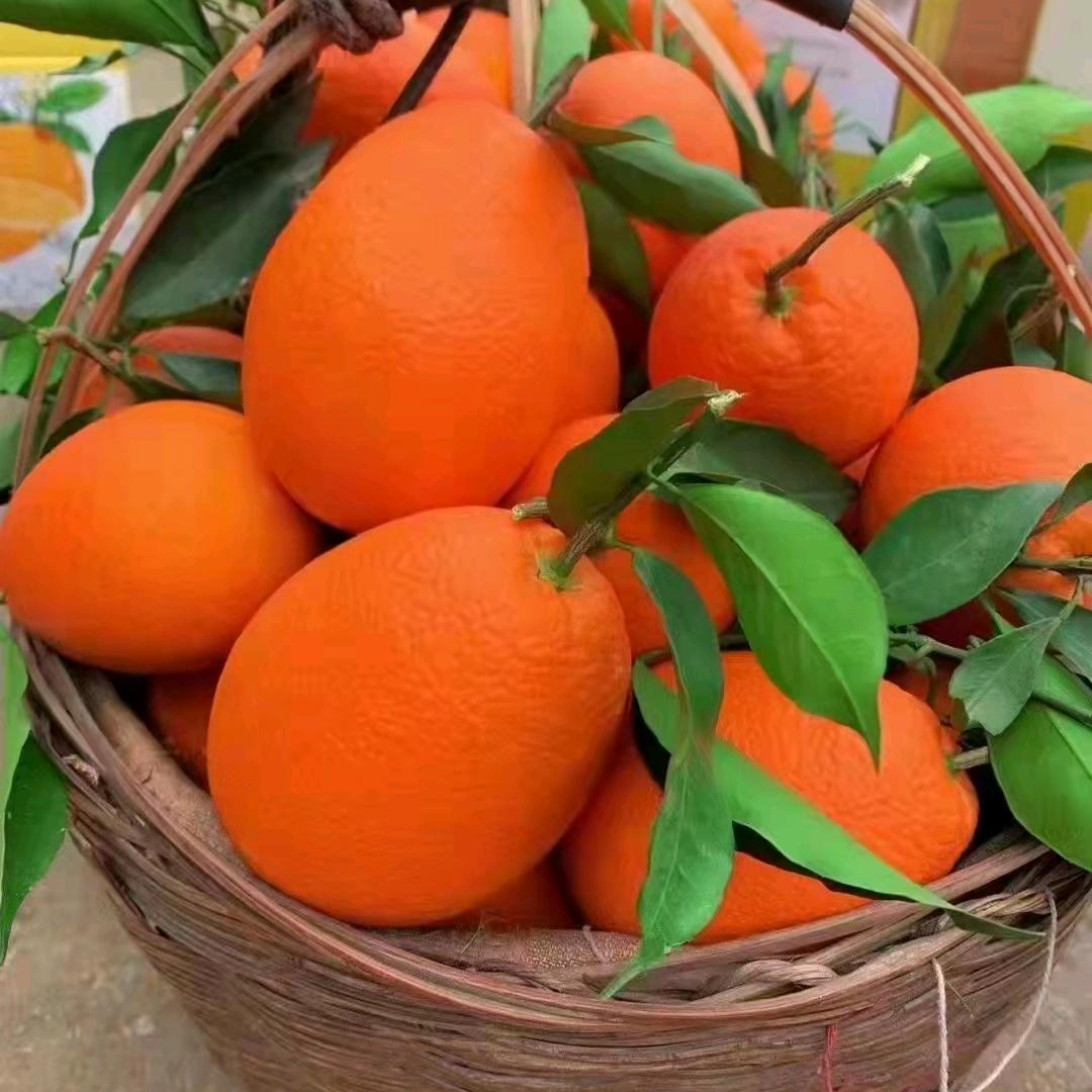 重庆小哥