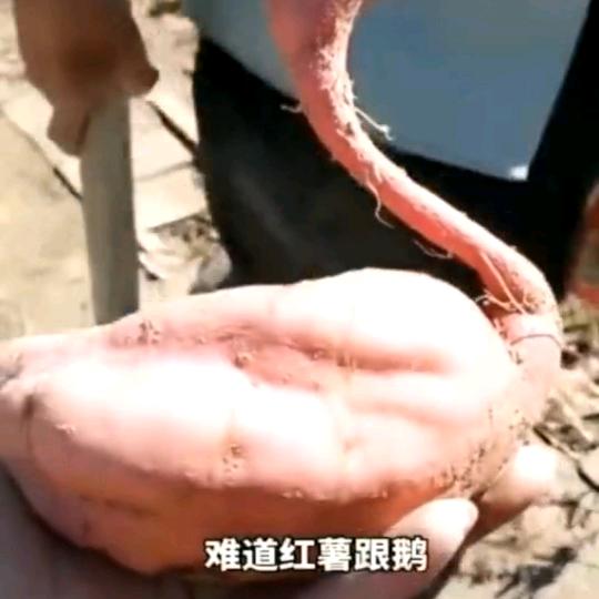 挑战