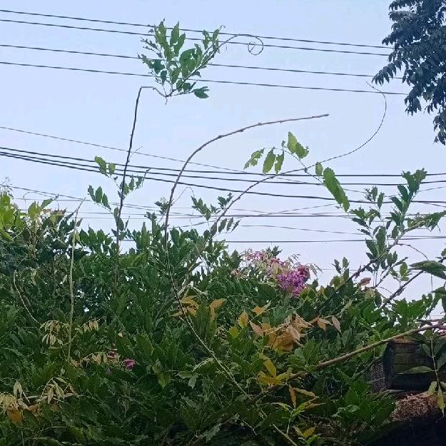 庆林