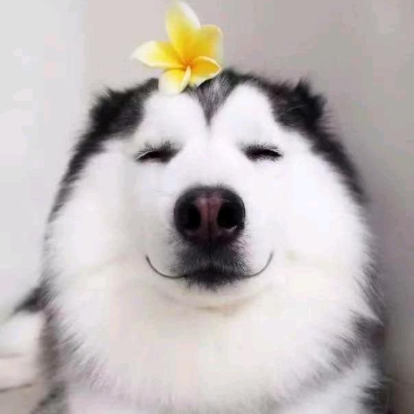 二哈师妹