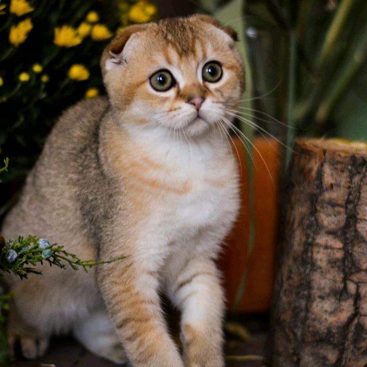 猪八戒