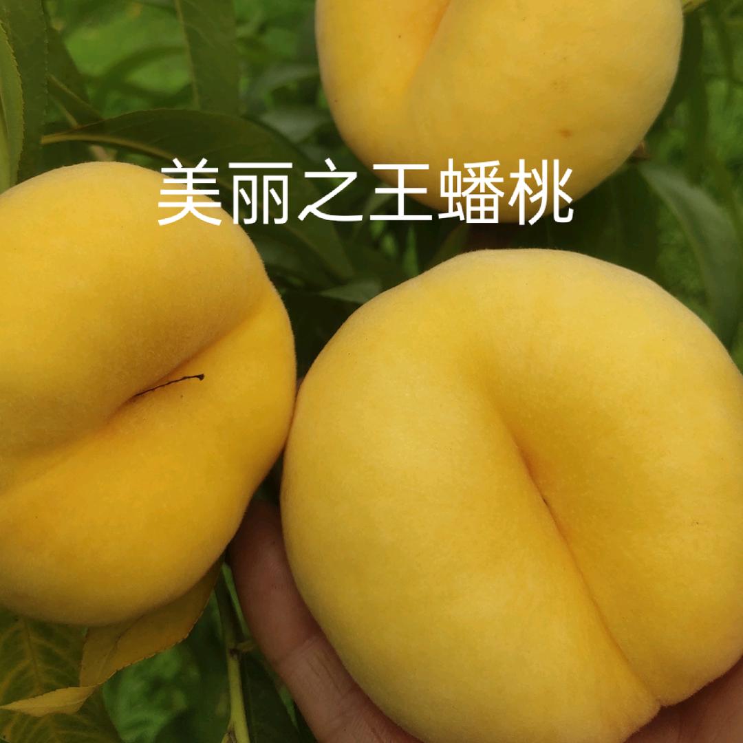 山东中苗农业