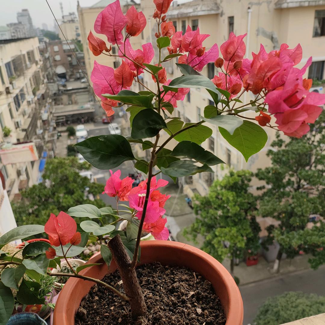 无花果