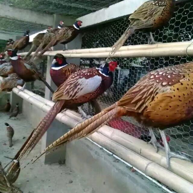 无锡山鸡养殖