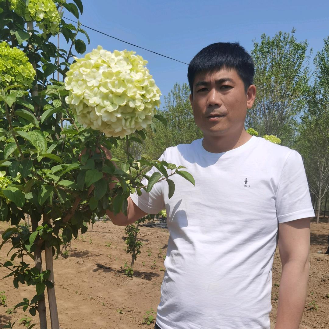 山东老友红枫苗木有限公司（玫瑰达人）