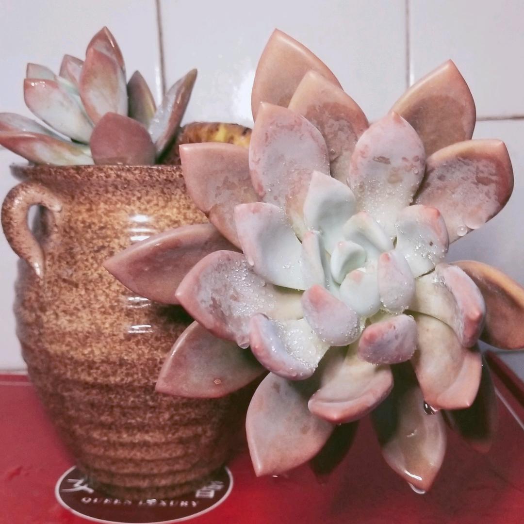 嗨嗨