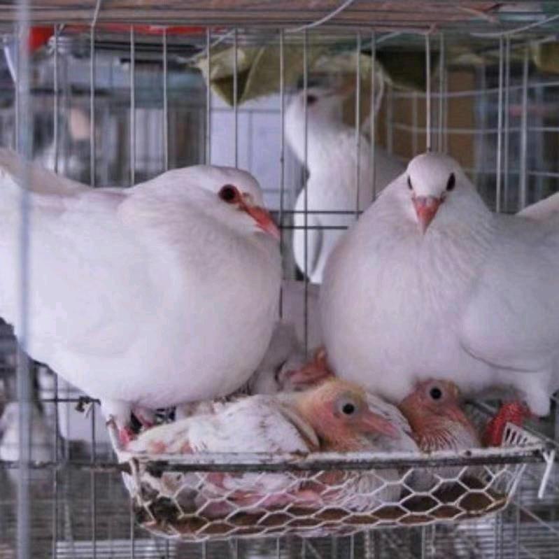牧鸽生物