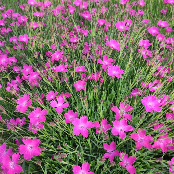 鱼腥草