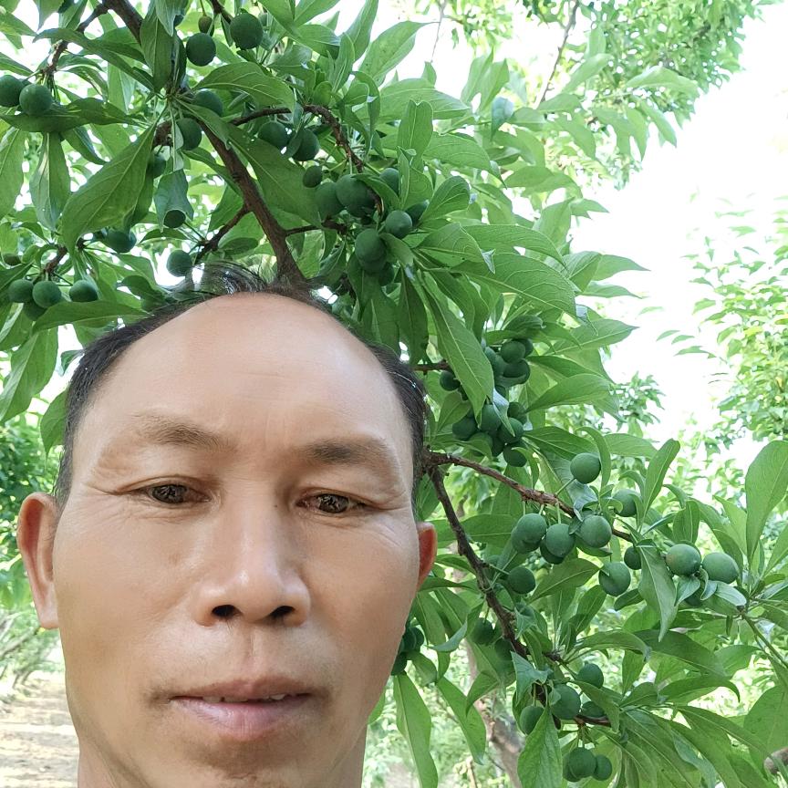 杨飞_厚爱青酥果采摘园