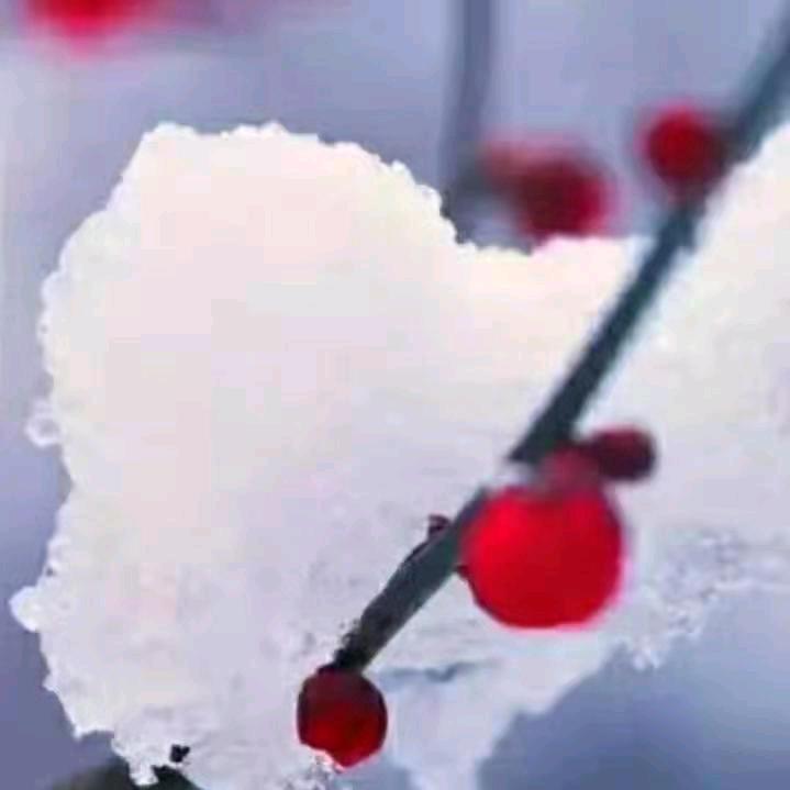 冬之雪
