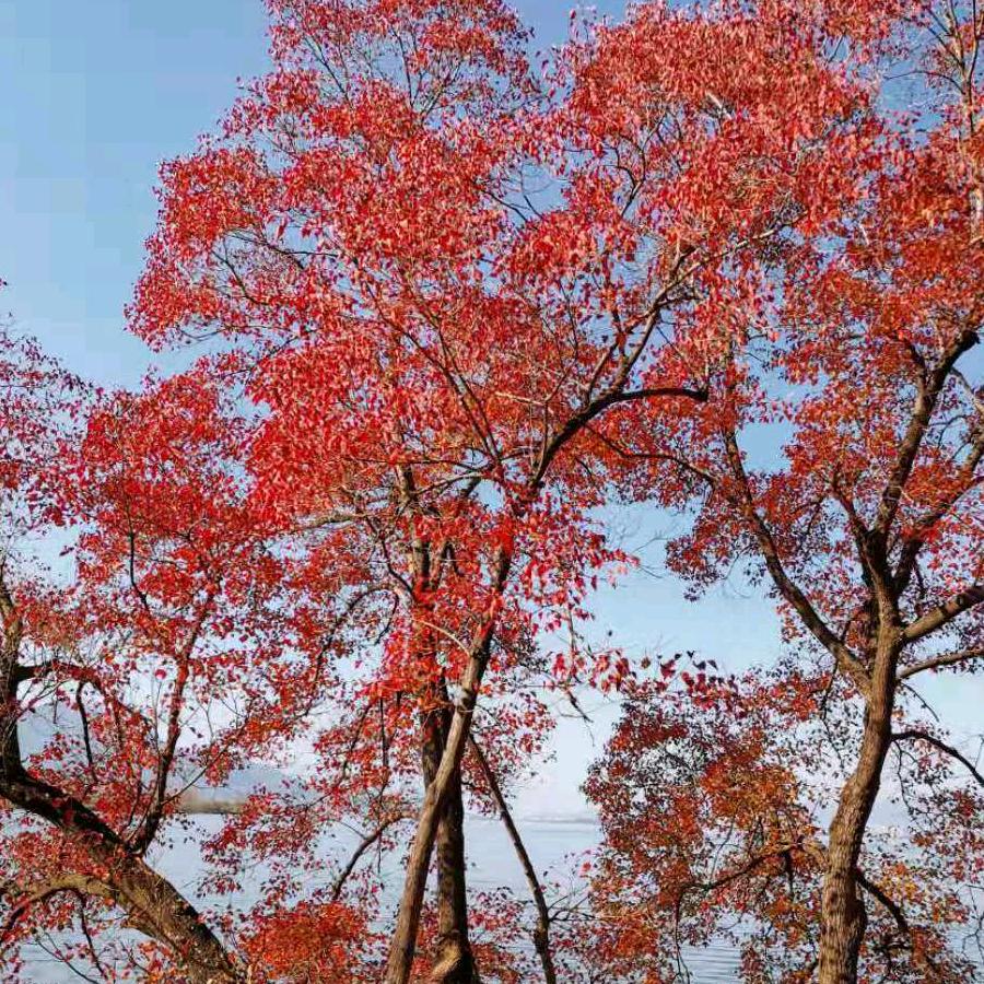 晓兰