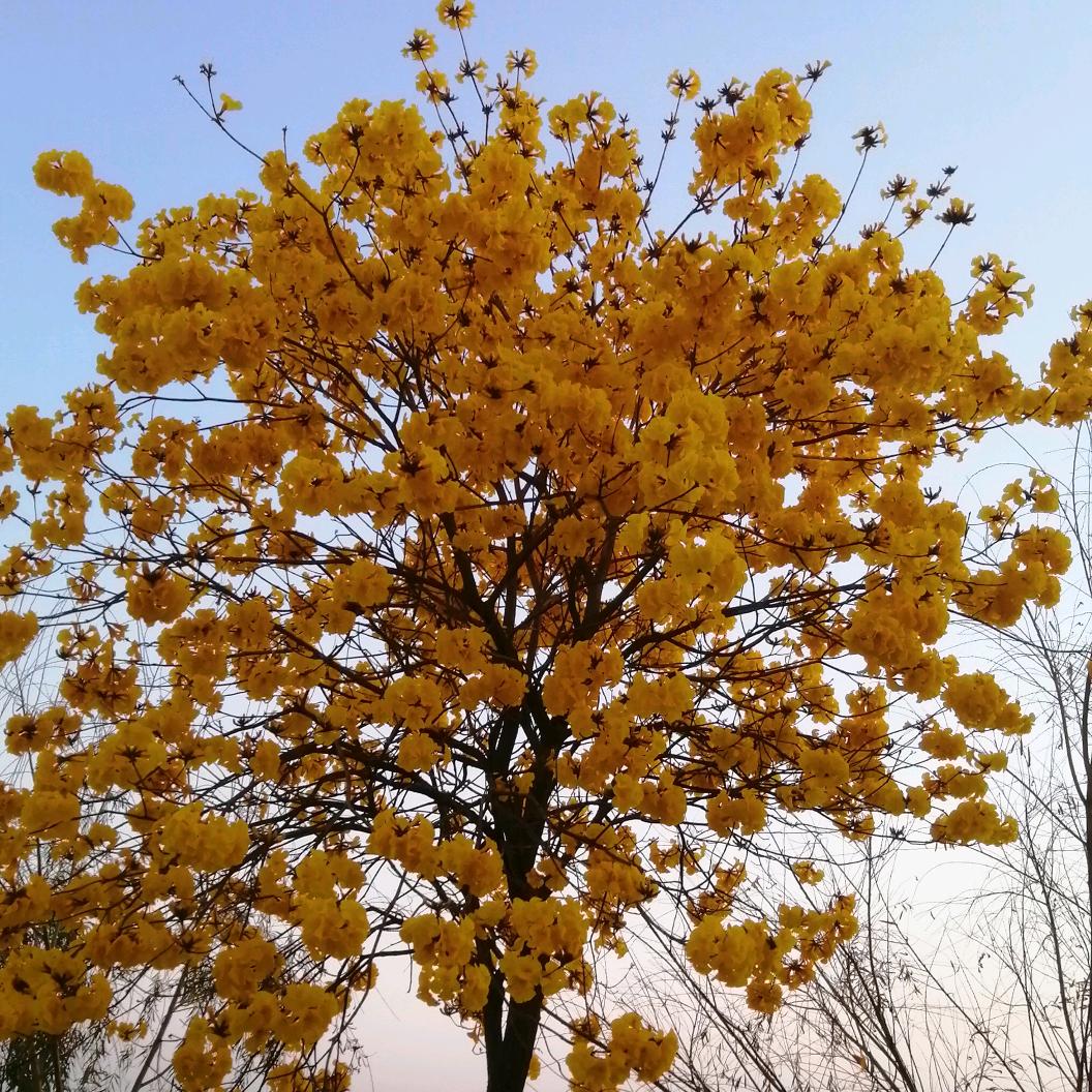 灵子