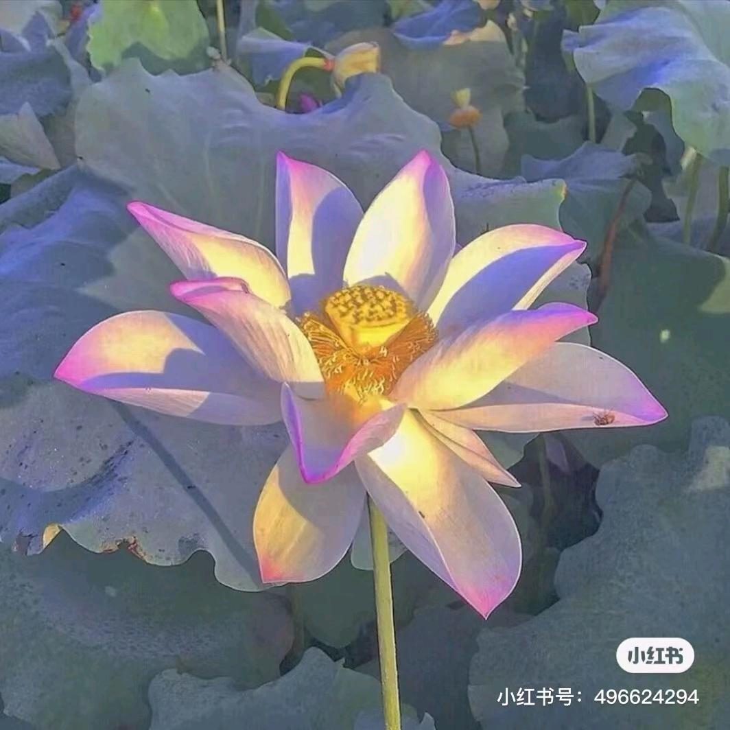 铅网，后浇带泥浆网