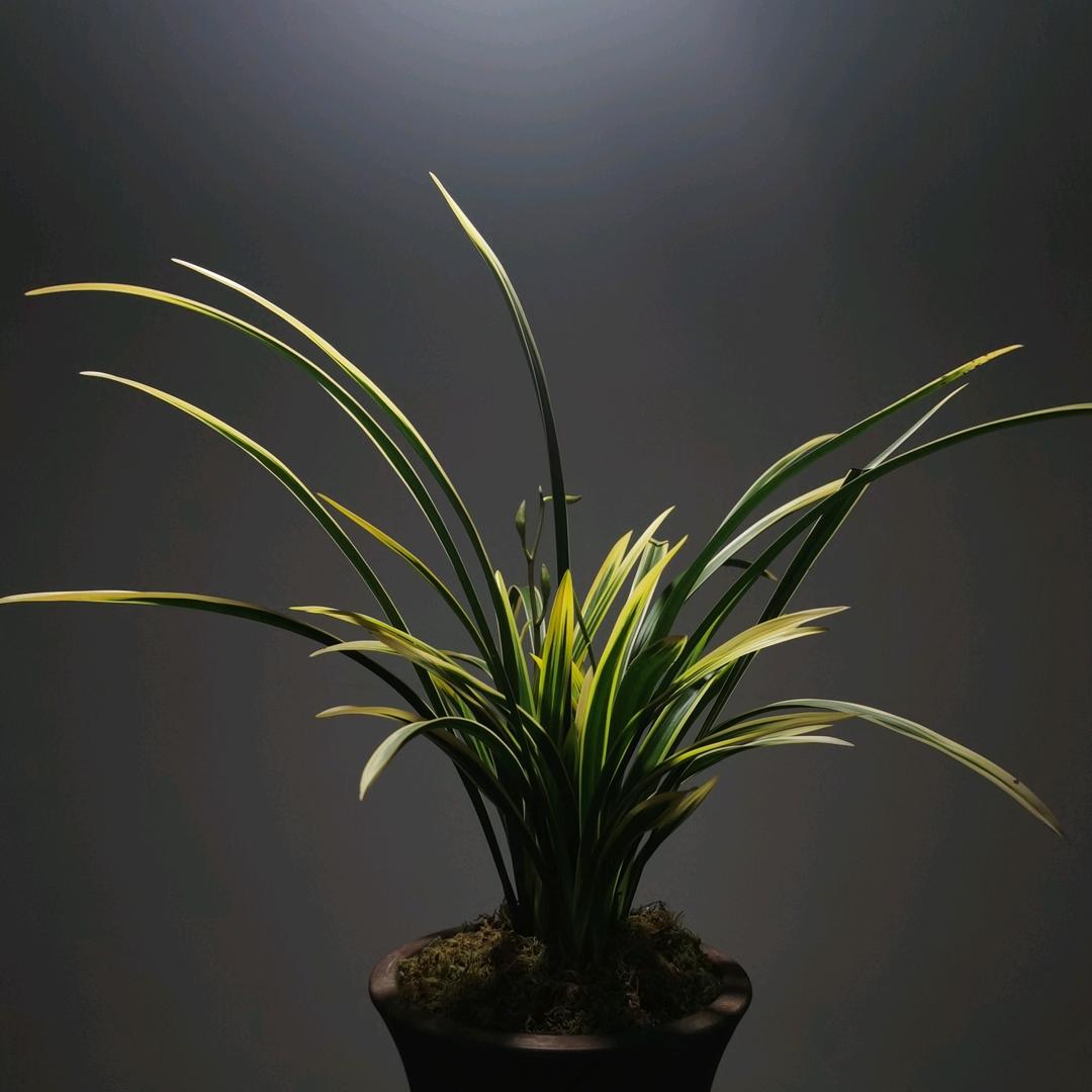 小胖子兰花