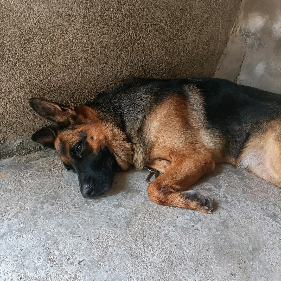 腾飞犬业