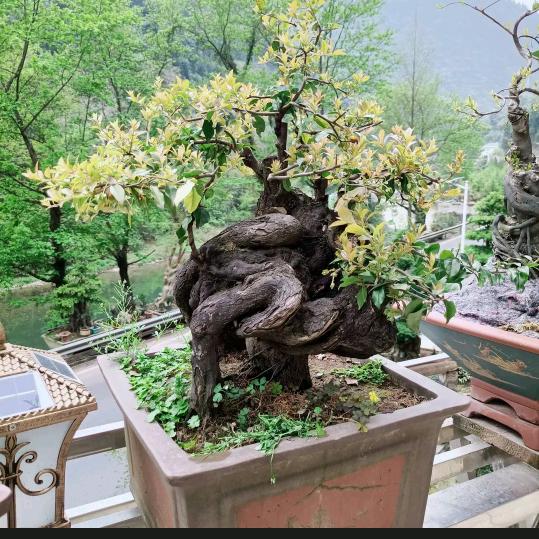 长阳古韵盆景园艺
