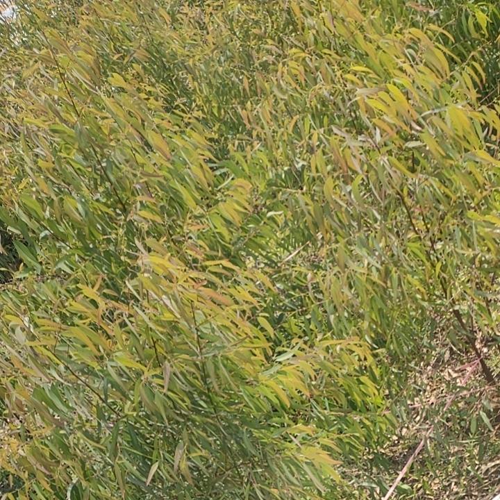 一路光明‘