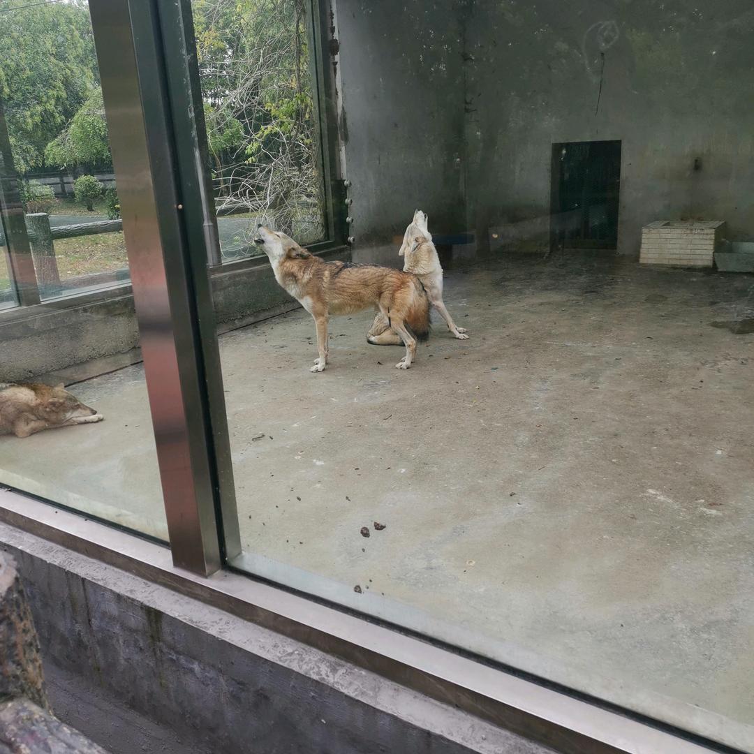 游客