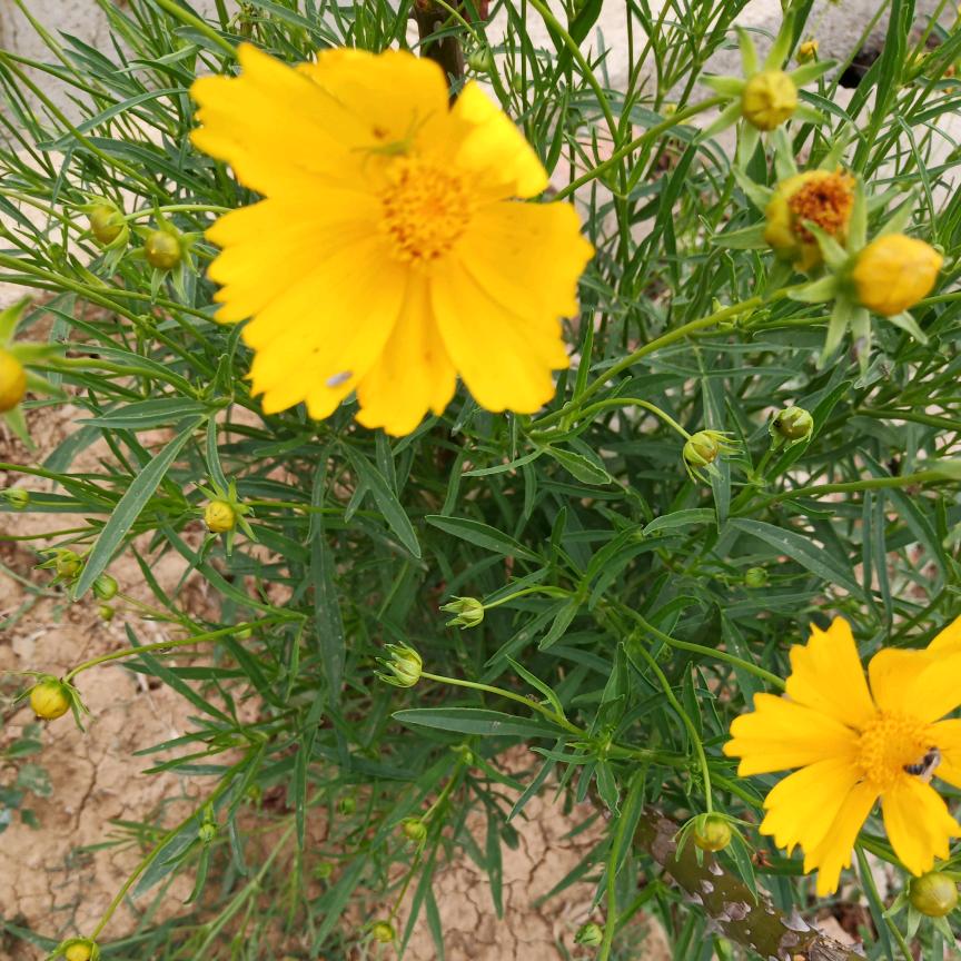 春暖花开