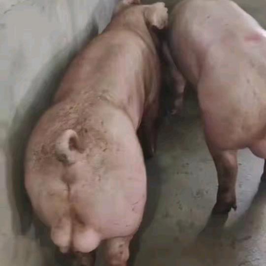 牧丰种猪