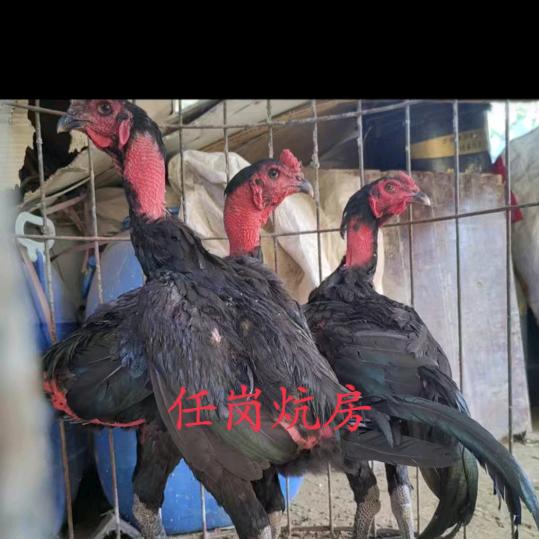 任岗炕房