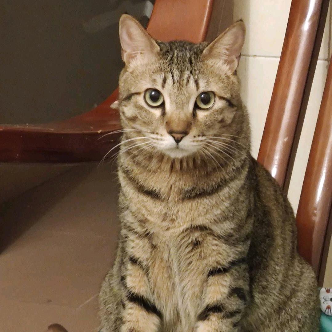 彭小四是只狸花猫耶