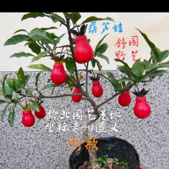 黔北园艺基地