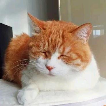 猫眼