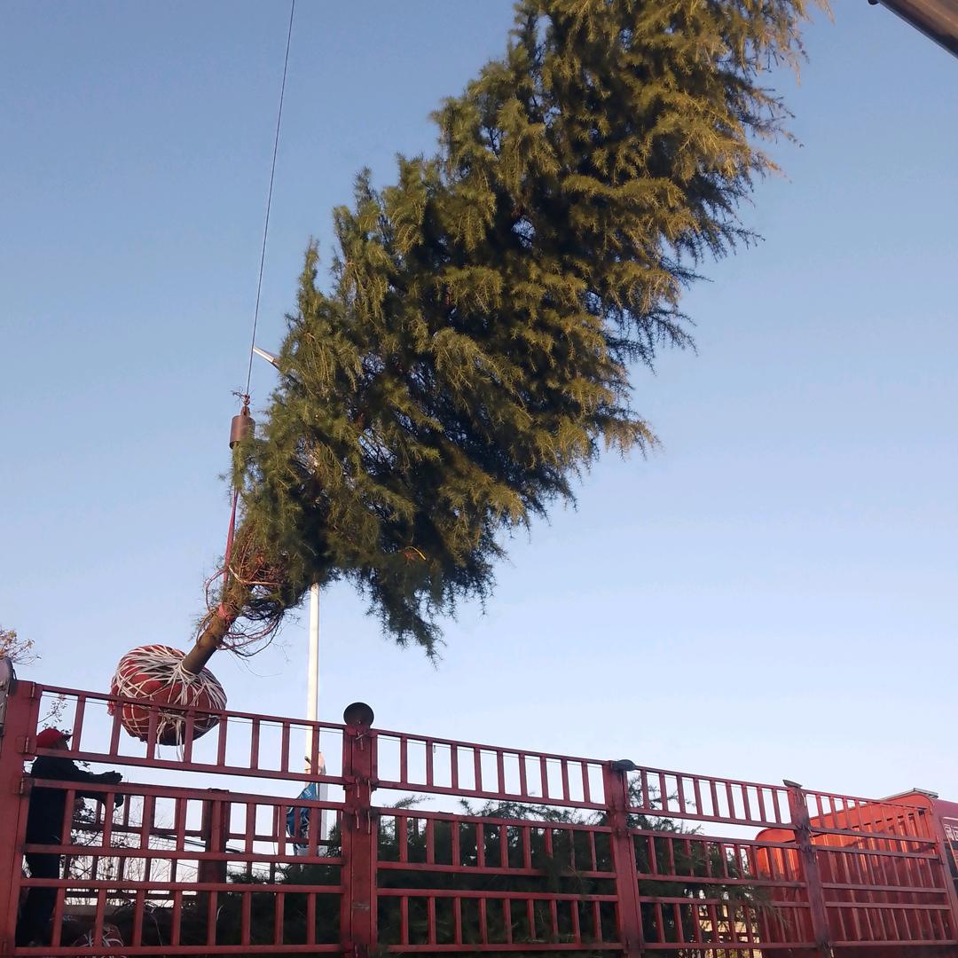 项城市鸿磊种植专业合作社