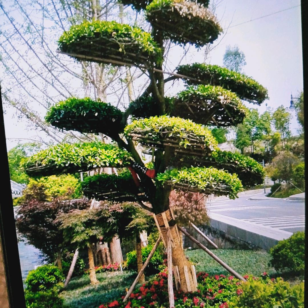 花开富贵@