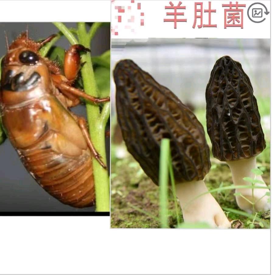 滕州祥祥金蝉（羊肚菌）种植合作社