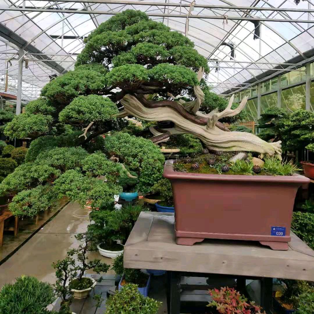 玲珑花卉
