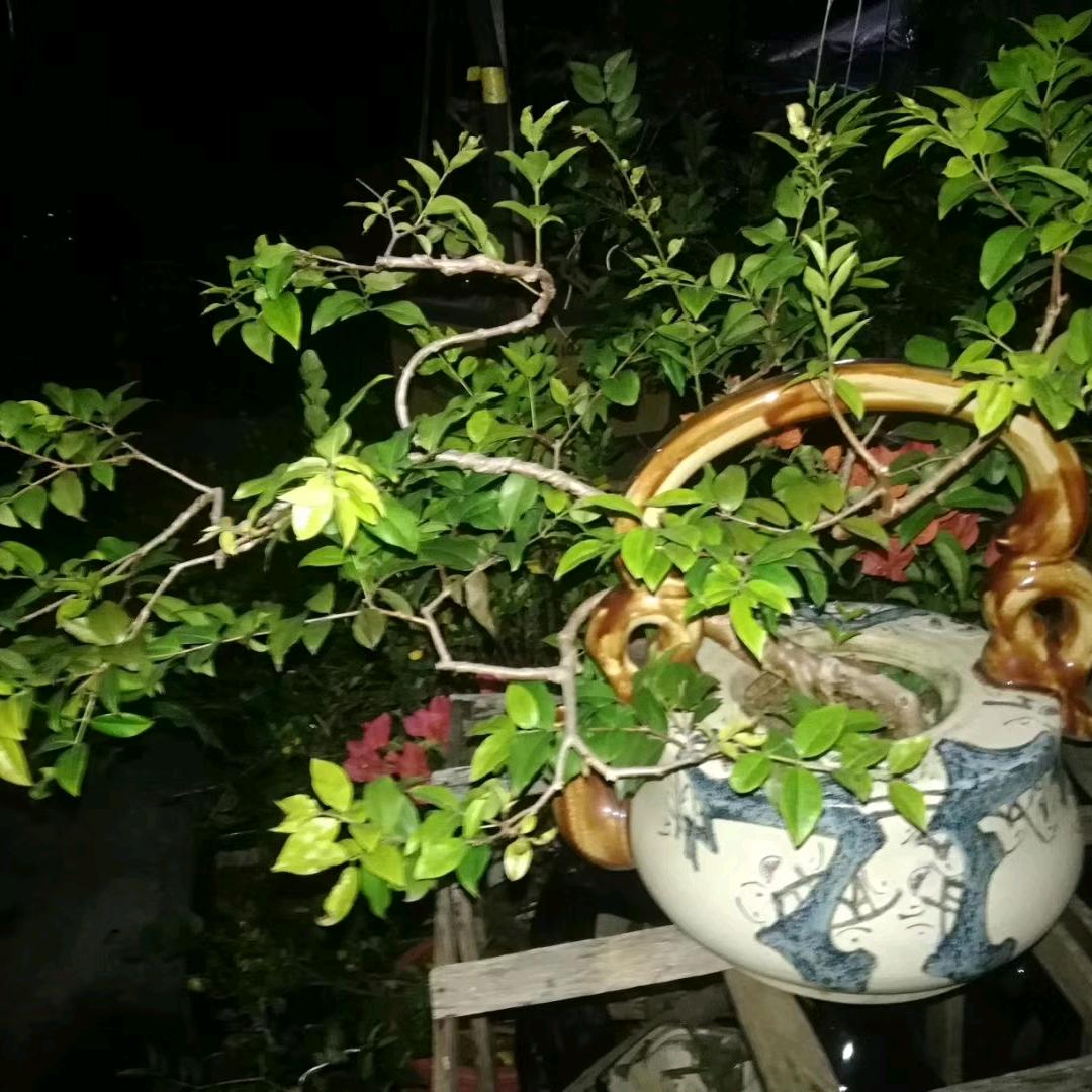嘉宝果 盆景大观