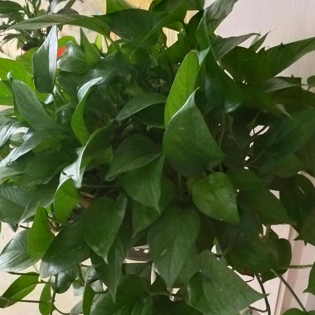 简单，生活