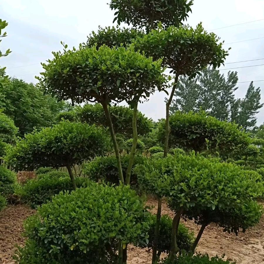 小叶女贞造型树基地